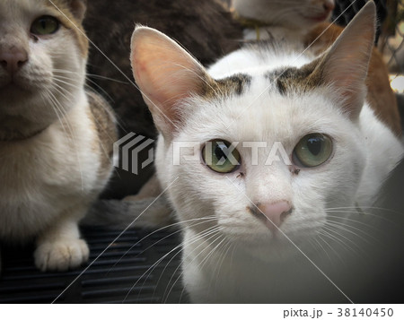 cat in cage sleeping wait for adoption treatmen cat in cage sleeping wait for adoption treatmen 38140450