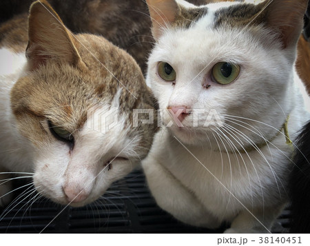 cat in cage sleeping wait for adoption treatmen 38140451