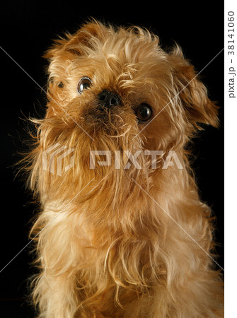 Portrait of a Griffon on a black background Portrait of a Griffon on a black background 38141060