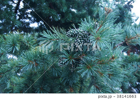 大きな五葉松の実 朝鮮五葉と呼ばれますが日本にも分布しています 大きな五葉松の実 朝鮮五葉と呼ばれますが日本にも分布しています 38141663