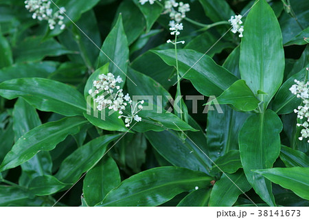 藪茗荷 ヤブミョウガ 花言葉は 苦しみを和らげる の写真素材