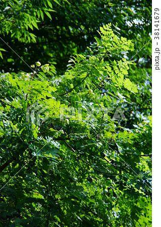 木欒子　モクゲンジ　花言葉は「賢者」 38141679