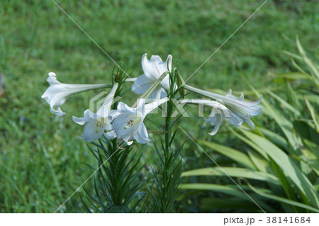 高砂百合 タカサゴユリ 花言葉は 純潔 の写真素材