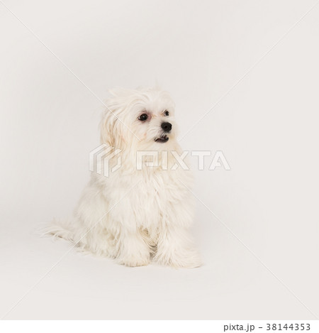 Maltese puppy 38144353