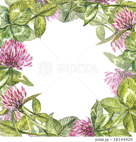 Hand-drawn watercolor red clover flower 38144920
