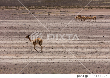 lama Vikunja (Vicugna vicugna) lama Vikunja (Vicugna vicugna) 38145097