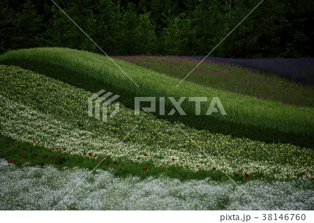 花畑 風景 花 38146760
