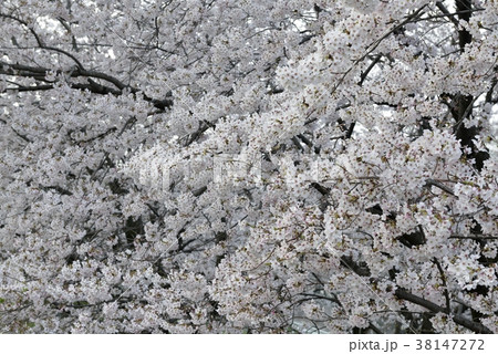 桜 桜 38147272