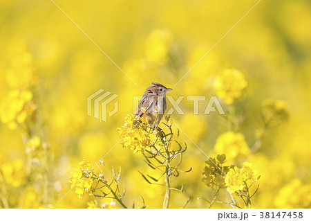 セッカ セッカ 38147458