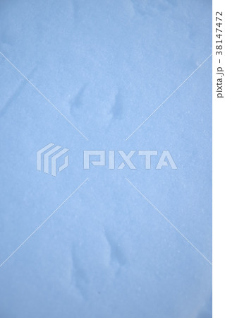 雪に残る可愛いスズメの足跡 雪に残る可愛いスズメの足跡 38147472