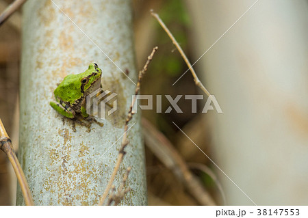 カエル ニホンアマガエル カエル ニホンアマガエル 38147553