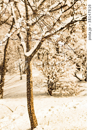 セピア調の冬景色 セピア調の冬景色 38147616