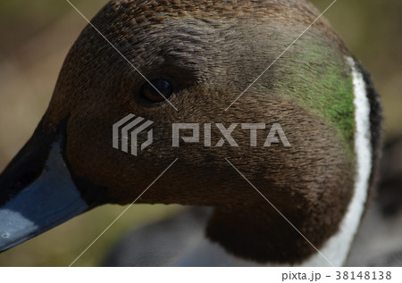 カモ カモ 38148138