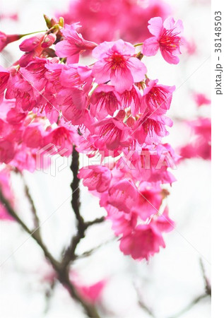 緋寒桜 緋寒桜 38148503