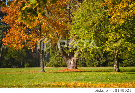 trunks of trees in the park trunks of trees in the park 38149023