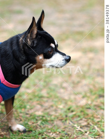 cute black fat lovely alert active miniature dog 38149378