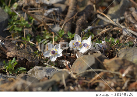 セツブンソウ セツブンソウ 38149526