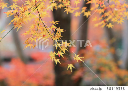 the maple tree fall season, Gio ji Temple the maple tree fall season, Gio ji Temple 38149538