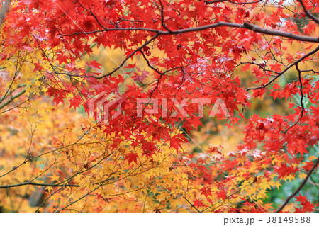 the maple at Enrian Temple autumn colors the maple at Enrian Temple autumn colors 38149588