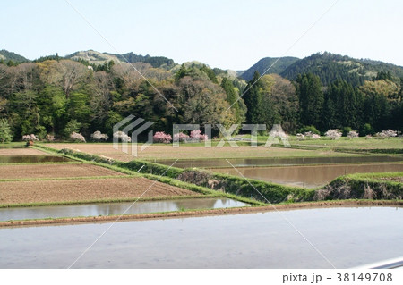 相川 ぼたん桜と田圃 相川 ぼたん桜と田圃 38149708