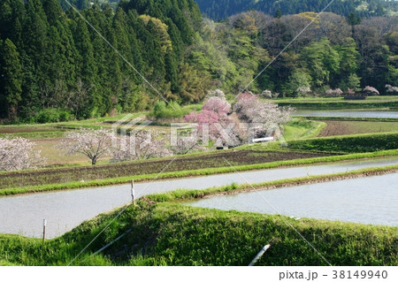 相川　ぼたん桜と田圃 38149940