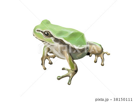 かえる ４匹目のイラスト素材