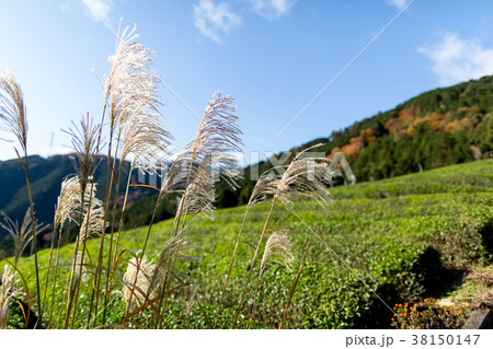 岐阜のマチュピチュ 岐阜のマチュピチュ 38150147