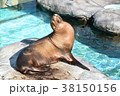 アシカ 38150156