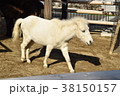 白ポニー 38150157