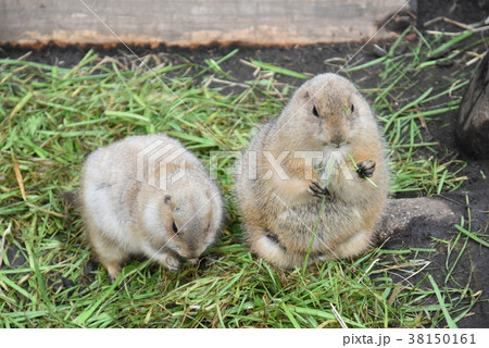 プレーリードッグ 38150161