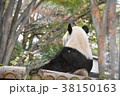 ジャイアントパンダ 38150163