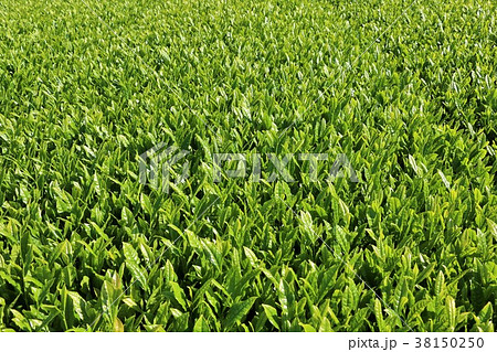 新緑の茶畑 新緑の茶畑 38150250
