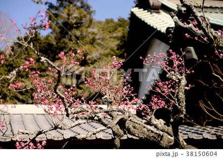 紅梅 紅梅 38150604