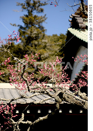 紅梅 紅梅 38150605