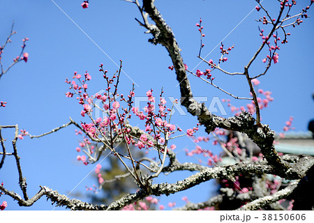 紅梅 紅梅 38150606