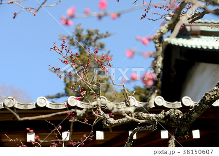 紅梅 紅梅 38150607