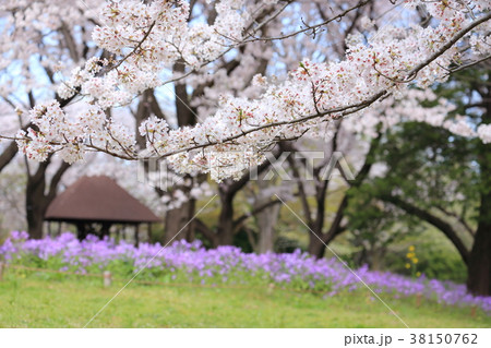 桜と花大根(ムラサキハナナ)の花 桜と花大根(ムラサキハナナ)の花 38150762