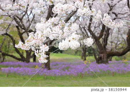 桜と花大根(ムラサキハナナ)の花 桜と花大根(ムラサキハナナ)の花 38150944