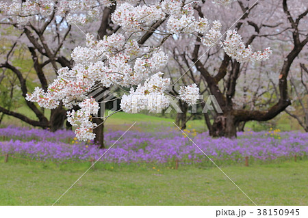 桜と花大根(ムラサキハナナ)の花 桜と花大根(ムラサキハナナ)の花 38150945