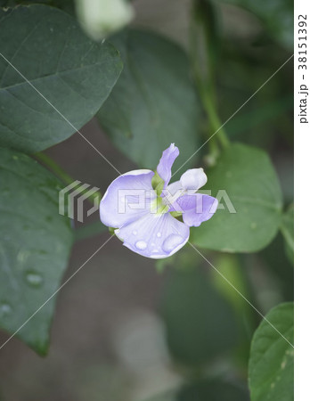 四角豆の花 四角豆の花 38151392