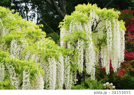 白藤 白藤 38153055