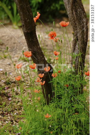 ヒナゲシ 38153107