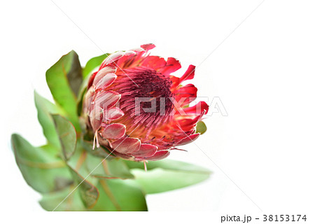 キングプロテアの花の写真素材