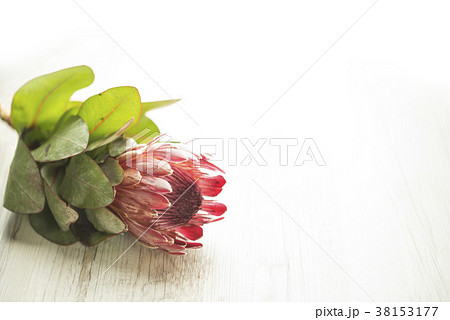 キングプロテアの花 38153177