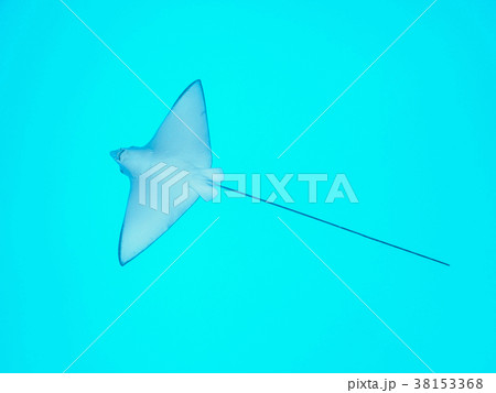 マダラトビエイ 38153368