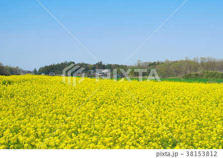 菜の花畑 菜の花畑 38153812