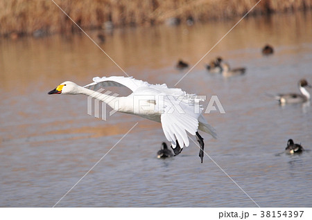 コハクチョウの着水体制 38154397
