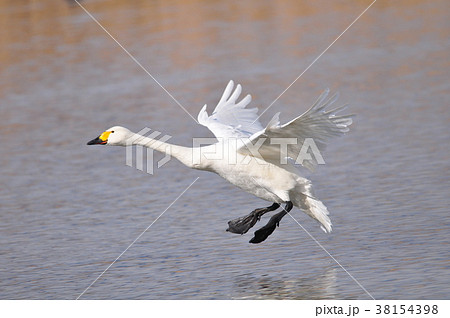 コハクチョウの着水体制 コハクチョウの着水体制 38154398