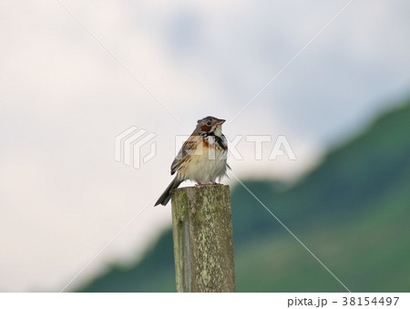ホオアカ　野鳥 38154497