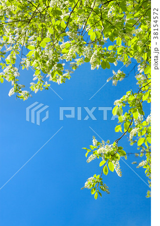 branches in white flowers flowering spring 38154572